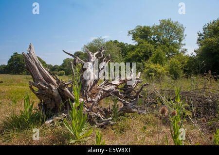 Verwitterte toter Baum West Sussex UK Stockfoto