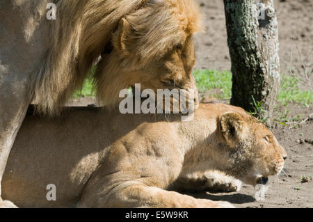 Männliche und weibliche Löwen Paarung-He der Kragen.  Hals zu beißen. Stockfoto
