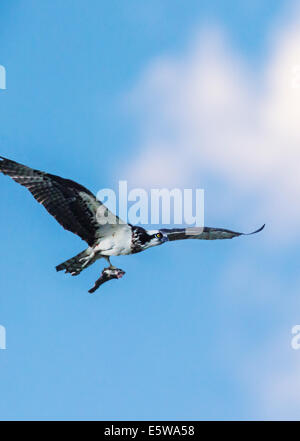 Fischadler im Flug mit fangfrischen Fisch, Pandion Haliaetus, Sea Hawk, Fischadler, Fluss Hawk, Hawk Fisch, raptor Stockfoto