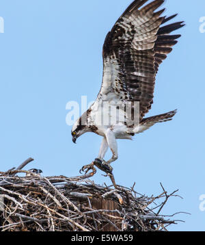 Fischadler im Flug mit fangfrischen Fisch, Pandion Haliaetus, Sea Hawk, Fischadler, Fluss Hawk, Hawk Fisch, raptor Stockfoto