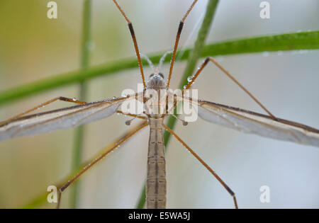 Kran-Fly mit Tau bedeckt. Aufnahme in Bushy Park, London, UK Stockfoto