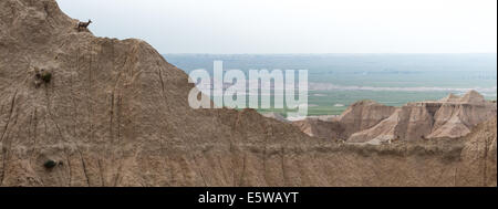 Bergziegen auf einem schmalen Pfad auf einer Felsformation in South dakota Stockfoto