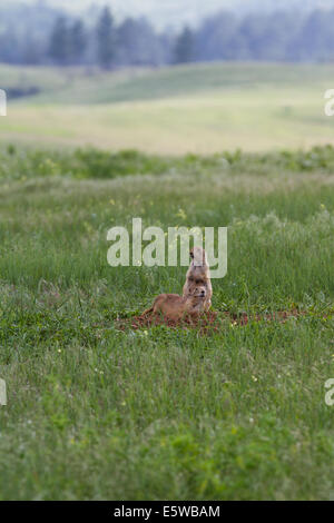 zwei schwarze tailed Präriehunde in Alarmbereitschaft in der Prärie von South Dakota Stockfoto