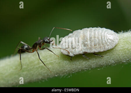 Ameise mit Mealy Bug. Stockfoto