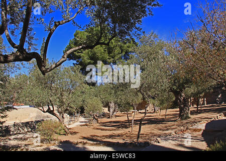 Olivenbäume im Garten von Gethsemane, wodurch Öl drücken in Israel. Stockfoto