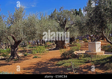 Olivenbäume im Garten von Gethsemane, wodurch Öl drücken in Israel. Stockfoto