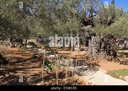 Olivenbäume im Garten von Gethsemane, wodurch Öl drücken in Israel. Stockfoto