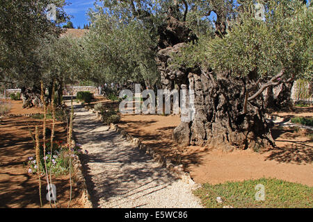 Olivenbäume im Garten von Gethsemane, wodurch Öl drücken in Israel. Stockfoto