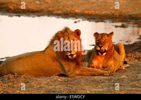 Löwe stolz ruhen & Aufräumarbeiten rund um eine Wasserstelle nach einer erfolgreichen Nächte Jagd, ruhen sich in der kühlen Morgendämmerung neben Wasser Stockfoto