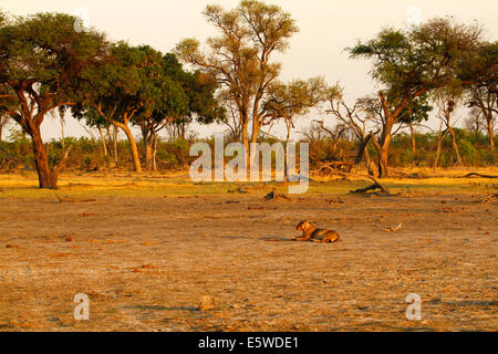 Löwe stolz ruhen & Aufräumarbeiten rund um eine Wasserstelle nach einer erfolgreichen Nächte Jagd Stockfoto