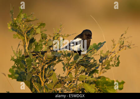 Elster-Shrike (Urolestes Melanoleucus Melanoleucus) Stockfoto