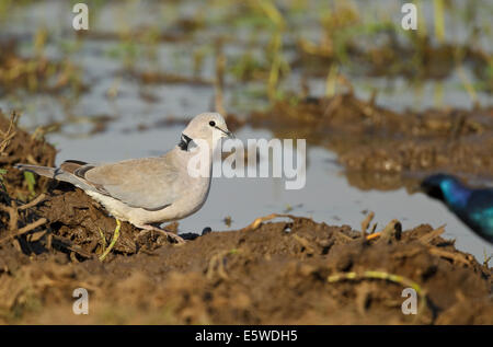 Ring-necked Taube (Streptopelia Capicola SSP. Capicola) auf dem Boden Stockfoto