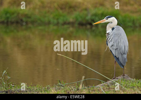 Graureiher (Ardea Cinerea Cinerea) Stockfoto