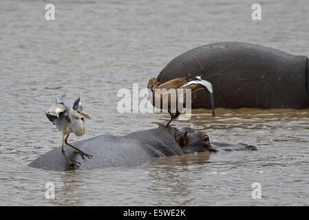 Schmied Kiebitz angreifenden Graureiher und Hamerkop stehen auf der Rückseite ein Nilpferd Stockfoto