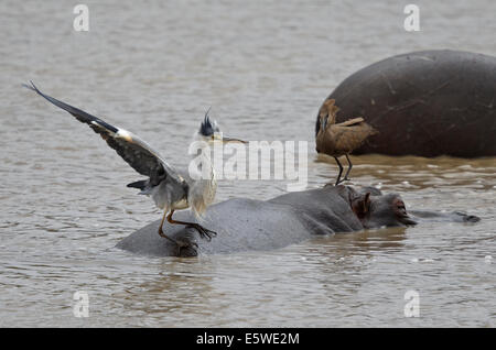 Graureiher, (Ardea Cinerea Cinerea) und Hamerkop, (Scopus Umbretta) stehen auf der Rückseite ein Nilpferd Stockfoto