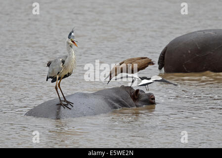 Schmied Kiebitz angreifenden Graureiher und Hamerkop stehen auf der Rückseite ein Nilpferd Stockfoto