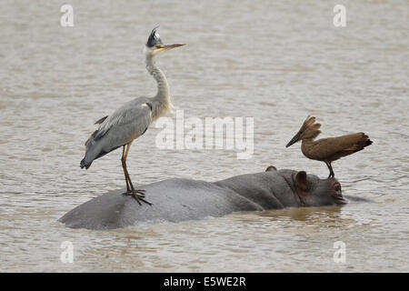 Graureiher, (Ardea Cinerea Cinerea) und Hamerkop, (Scopus Umbretta) stehen auf der Rückseite ein Nilpferd Stockfoto