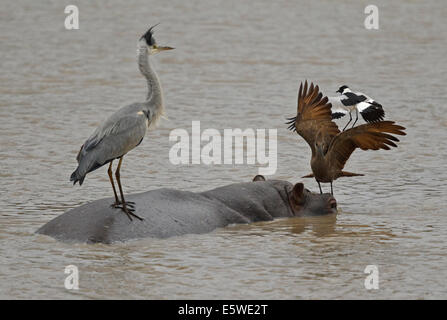 Schmied Kiebitz angreifenden Graureiher und Hamerkop stehen auf der Rückseite ein Nilpferd Stockfoto