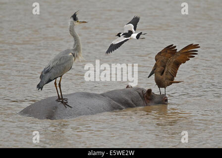 Schmied Kiebitz angreifenden Graureiher und Hamerkop stehen auf der Rückseite ein Nilpferd Stockfoto