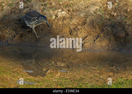 Gestreift Reiher, Green-backed Heron (Butorides striata ssp. atricapilla), juvenile Stockfoto