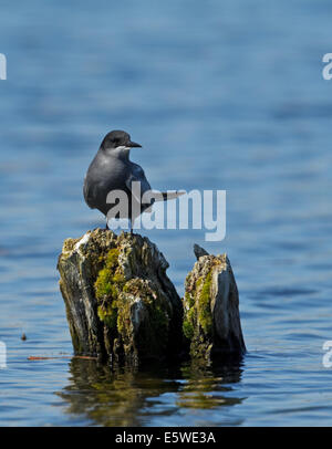 Schwarz-Seeschwalbe (Chlidonias Niger), Stockfoto