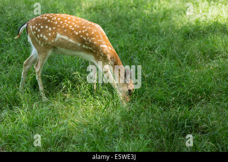 Reh auf der Suche nach Nahrung auf frischen grünen Rasen. Stockfoto