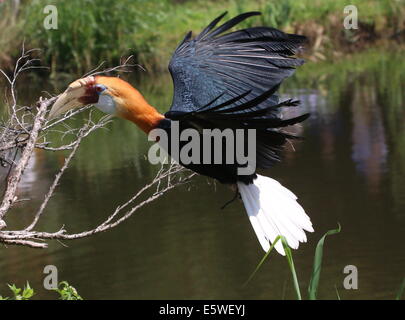 Männliche Blyth Hornbill oder Papua Hornbill (Rhyticeros Plicatus) im Flug über den Boden Stockfoto