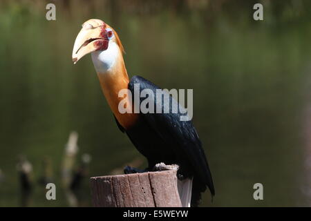 Nahaufnahme einer männlichen Blyth Hornbill oder Papua Hornbill (Rhyticeros Plicatus) Stockfoto