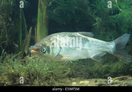 Silberkarpfen (Hypophthalmichthys Molitrix), gefangen Stockfoto