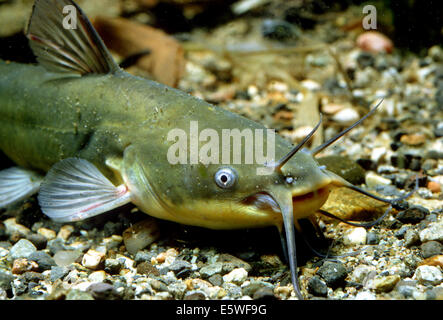 Black Bullhead (Ictalurus Melas), Gefangenschaft, Frankreich Stockfoto