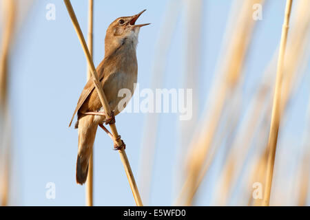 Savi Grasmücke (Locustella Luscinioides), territoriale gehockt singen, Schilf, Mecklenburg-Western Pomerania, Deutschland Stockfoto