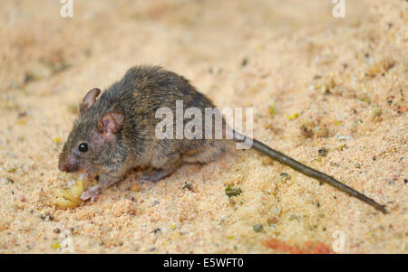 Waldmaus (Apodemus Sylvaticus) Stockfoto