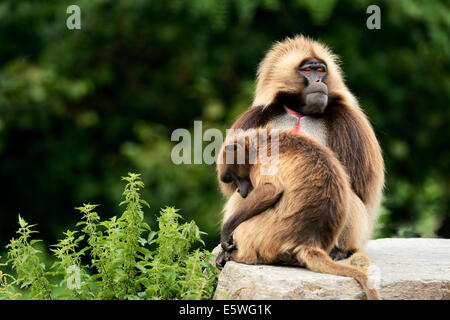 Geladas (Theropithecus Gelada), paar, sitzen auf Felsen, Gefangenschaft, Schweiz Stockfoto