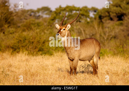 Wasserbock (Kobus Ellipsiprymnus), Männlich, Krüger Nationalpark, Südafrika Stockfoto