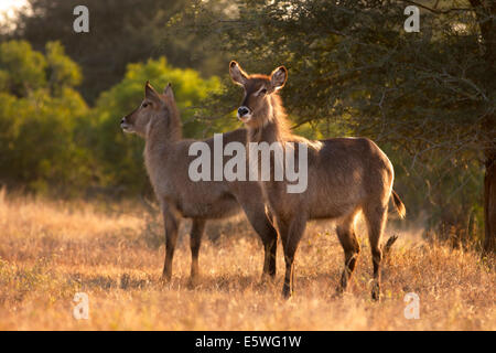 Zwei Wasserböcke (Kobus Ellipsiprymnus), Weiblich, Krüger Nationalpark, Südafrika Stockfoto