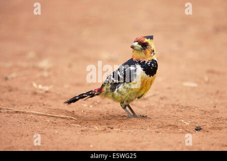 Crested Barbet (Trachyphonus Vaillantii), Krüger Nationalpark, Südafrika Stockfoto