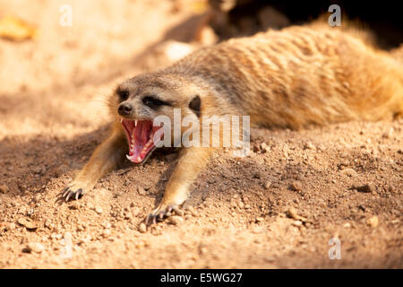 Erdmännchen (Suricata Suricatta) im Sand, Gähnen, Krüger Nationalpark, Südafrika Stockfoto