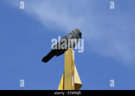 Schwarzer Vogel sitzt auf einem Holzpfahl Stockfoto
