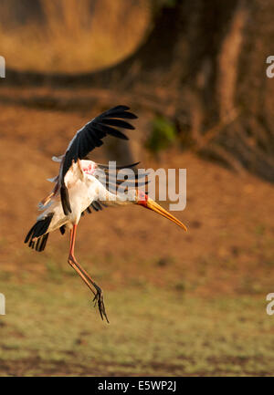 Gelb-billed Storch Landung auf Rasen, Mana Pools, Simbabwe Stockfoto