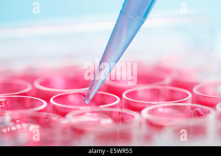 Eine Präzision Mikropipette wird verwendet, um eine Multi-well-Platte Zellkulturmedium (DMEM) übertragen Stockfoto