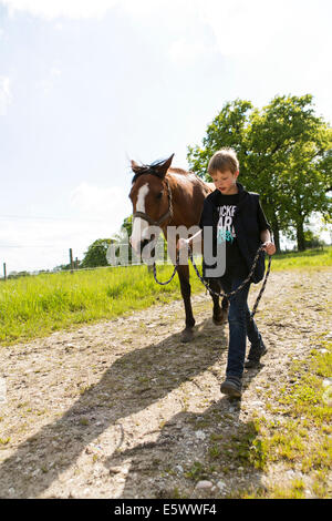 Junge Pferd auf Feldweg Stockfoto