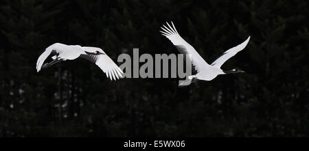 Zwei japanische aka rot gekrönt Kraniche im Flug. Schuss in der Nähe von Kushiro im südöstlichen Teil von Hokkaido, Japan getroffen. Stockfoto