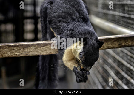 Malaiische schwarzen Riesen Eichhörnchen Ratufa bicolor Stockfoto