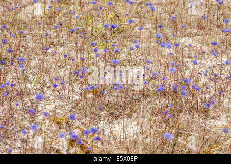 Blumen blühen auf Sanddüne in Bialogora, Polen Stockfoto
