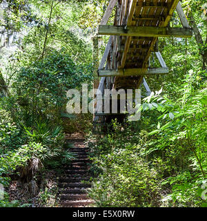 Unterseite des schweren Holz Fußgänger Hängebrücke Fuß und Schritte über der Schlucht Gardens State Park in Palatka, Florida, USA. Stockfoto
