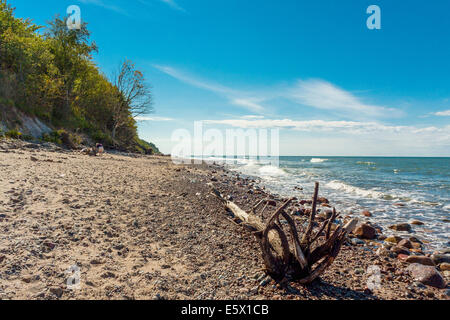 Treibholz am Kap Rozewie, Polen Stockfoto