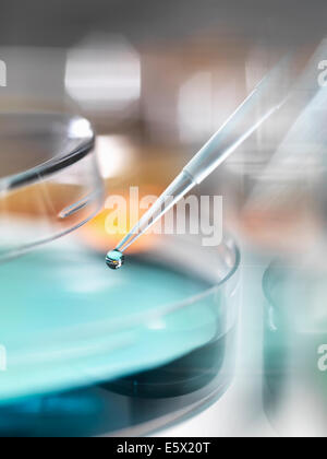 Wissenschaftler Pipettieren Probe in einer Petrischale in einem Labor Stockfoto