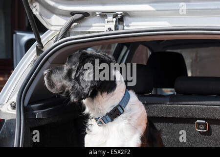 Ein erwachsener English Springer Spaniel hund wartet auf eine Reise in einen Kofferraum Limousine mit Heckklappe öffnen Sie die Tür zu gehen. Großbritannien Großbritannien Stockfoto