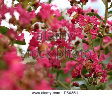 CREPE MYRTE BLÜTEN, in Südwestfrankreich. Stockfoto