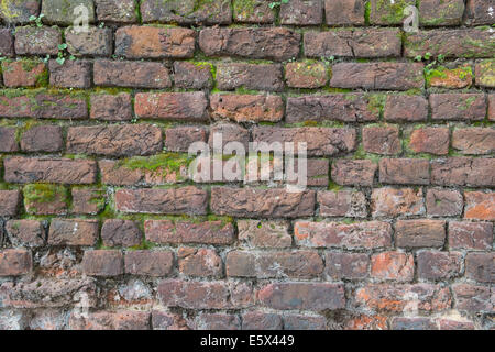 Moos bedeckt alte Ziegel Wand Hintergrundtextur Stockfoto